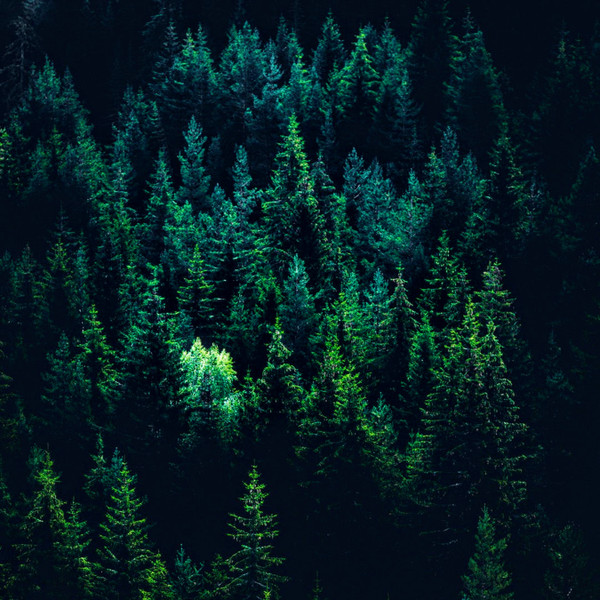 𝘊𝘙𝘖𝘞 𝘋𝘜𝘕𝘎𝘌𝘖𝘕 - Ｆ♢ＬＬ♢Ｗ