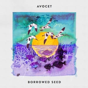 Avocet - Causeway