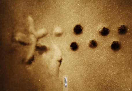 BOB TRACKER - UIS 555