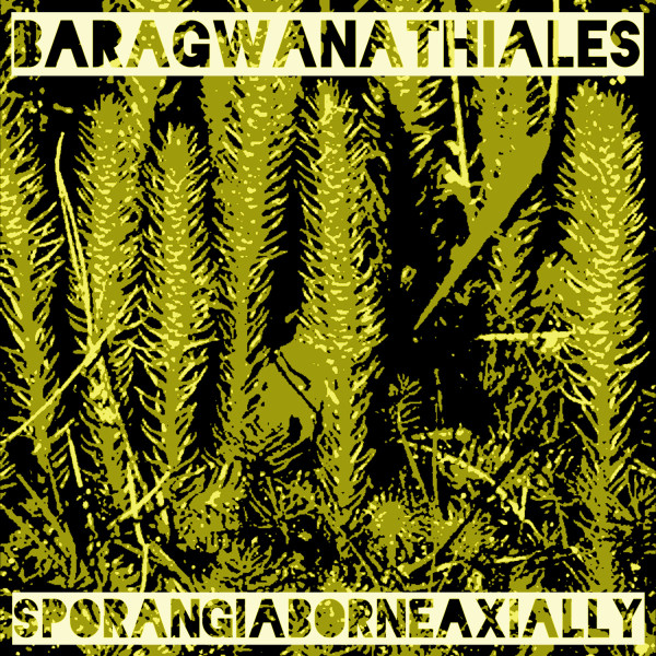 Baragwanathiales - Fogliame