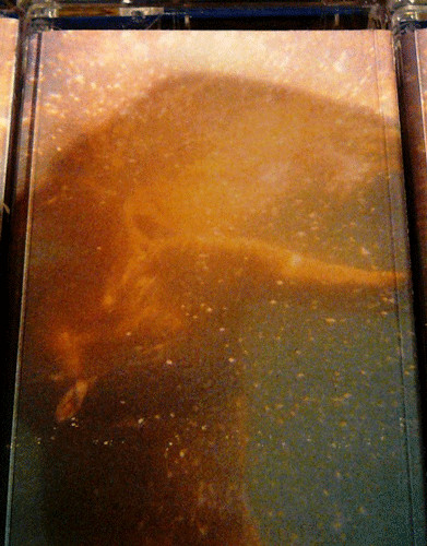 Bear Bones, Lay Low - Vomiting Bass