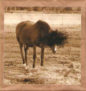 Beating A Horse To Death - Self-Mutilators Anonymous