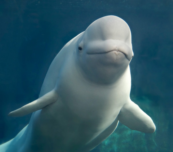 Beluga Whales - Belugas in the Arctic