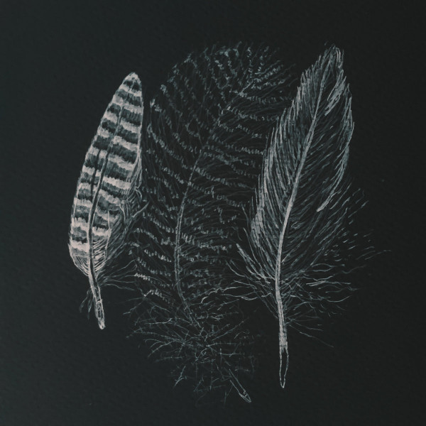 Cèdres - Haie II