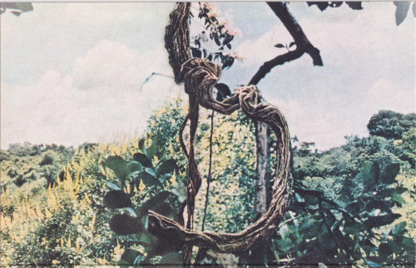 Celer & Forest Management - 7° 10° 77° 83°