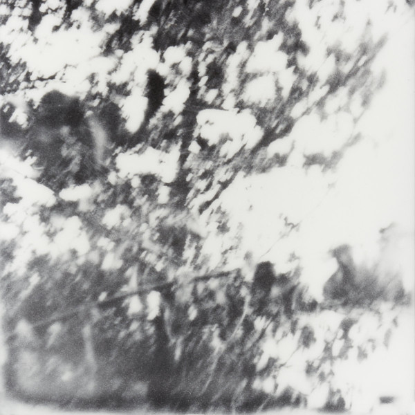 Ceruleum - Frayed