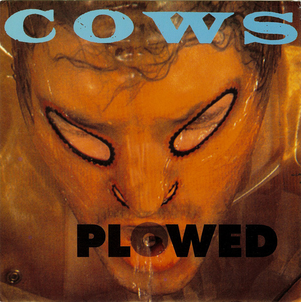 Cows - Contamination