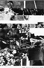 Cremation Lily - Coastal Path, If We Were Alone