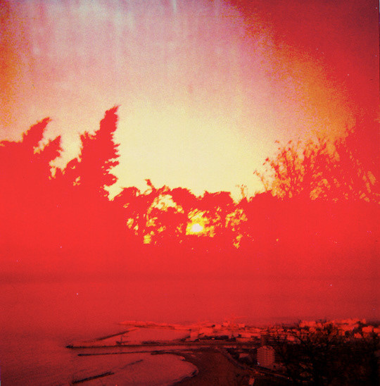 Death In Plains - Animals