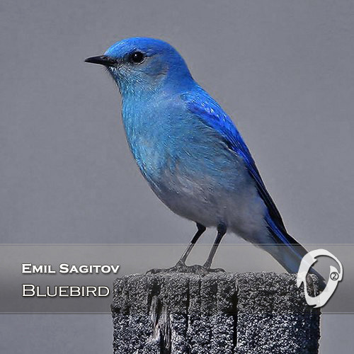 Emil Sagitov - Portrait