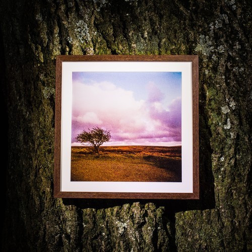 Faint Wild Light - Firmament