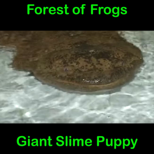 Forest of Frogs - Gay Chemicals (Frogs Can Drink Through Their Skin That's Why They Turned Gay)
