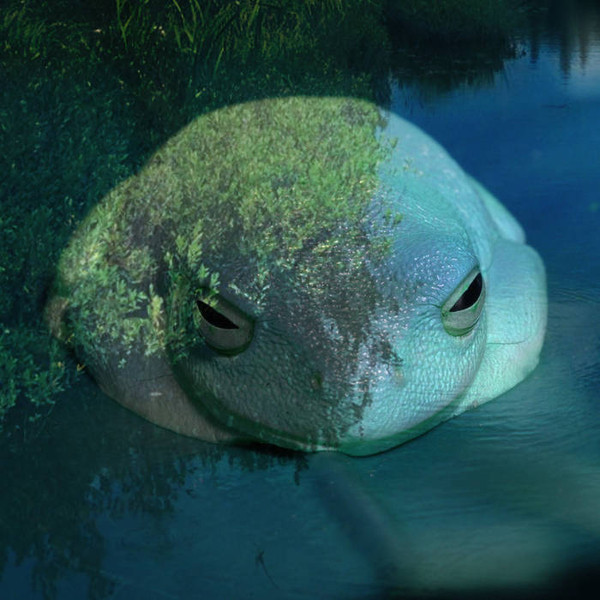 Frogsleep - The Toadcave (Slumberchamber)