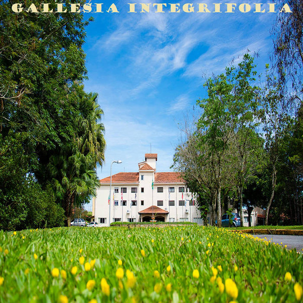 Gallesia Integrifolia - Sign your Name