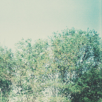 Geotherm - Trees