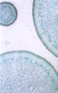 Hellfire Holly - Untitled