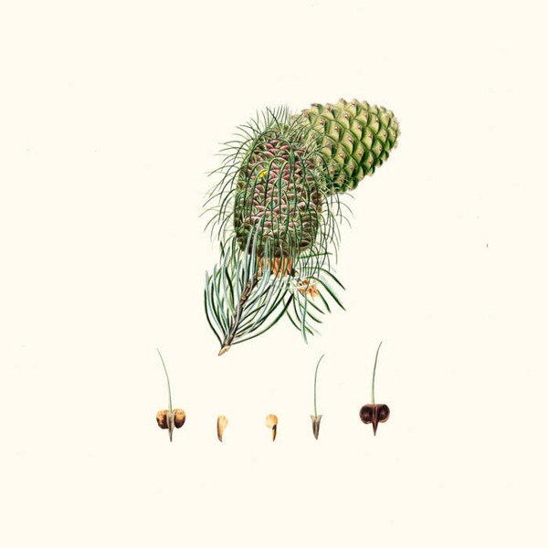 Hercelot - Happy ODMC2