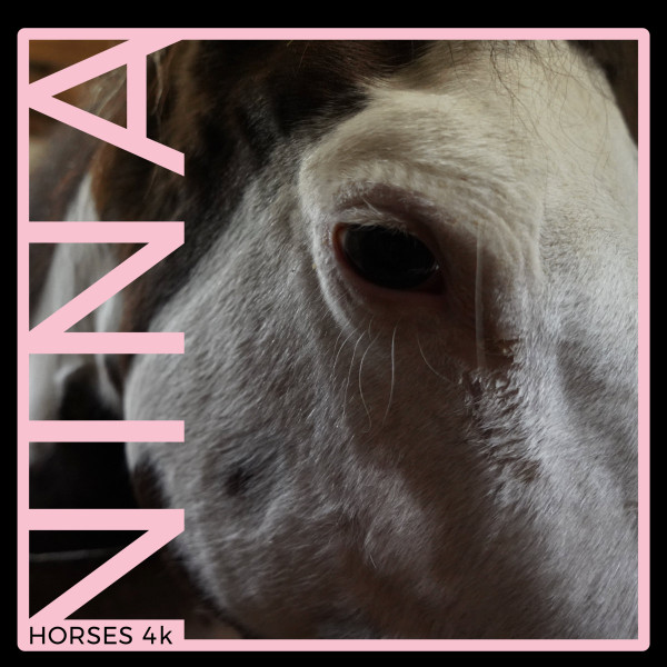 Horses 4k - Barely a Horse, Mostly a Pony