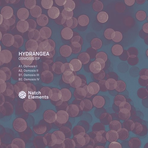 Hydrangea - Anomala - Intro