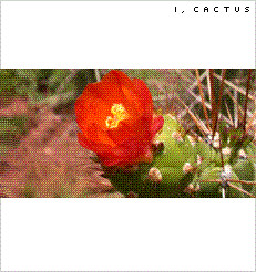 I, Cactus - Yellow Cactus