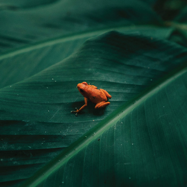 Ingredient - Photo