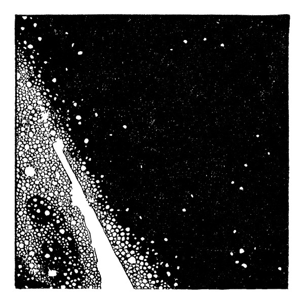 Ivy Lab - Cake