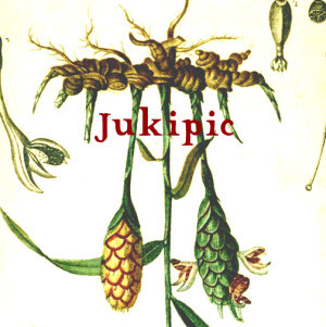 Jukipic - Ginger