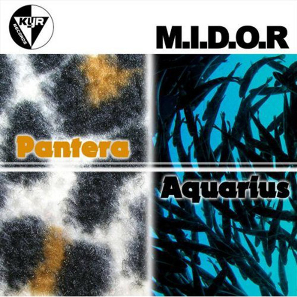 M.I.D.O.R. - Intellectual
