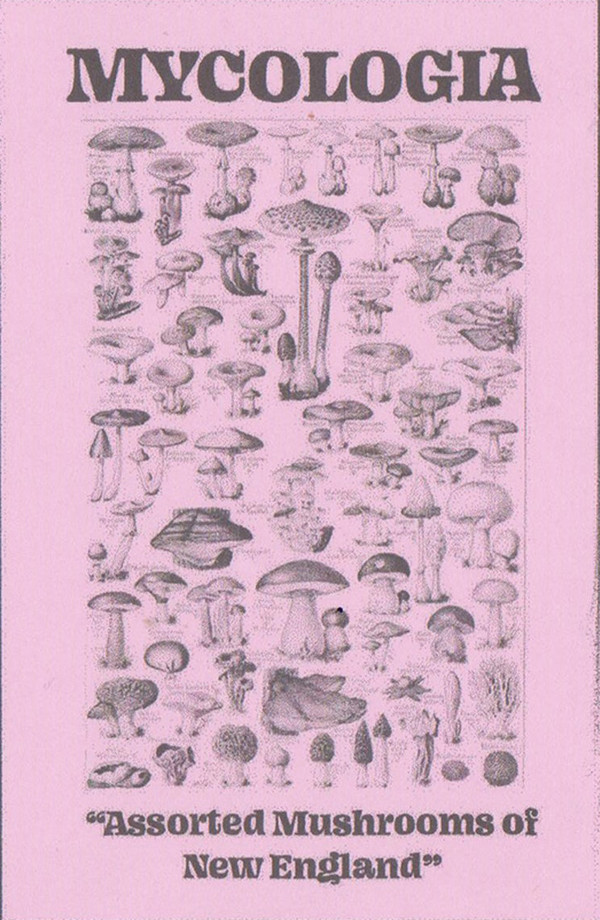 Mycologia - Northern Tooth Fungus (Climacodon septentrionales)