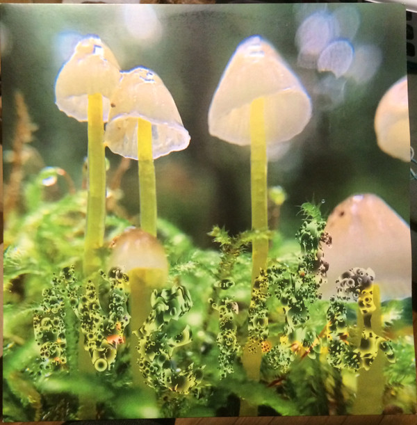 Neida - Wetlands