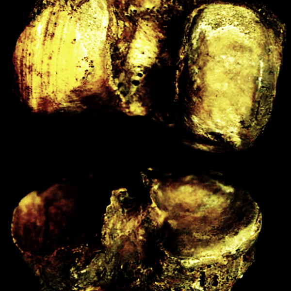 Ossuaries of Men, Women, and Children - Cleansed from the Muscular Appearance