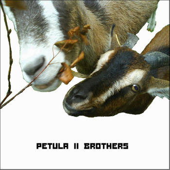 Petula - connect the dots