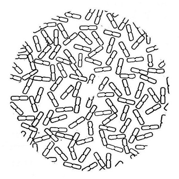Philus - Ionit