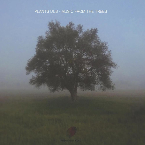 Plants Dub - Olea Europea
