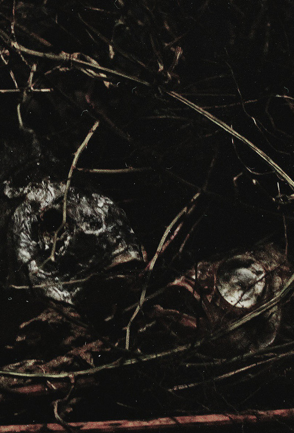 Pwyll - Robak