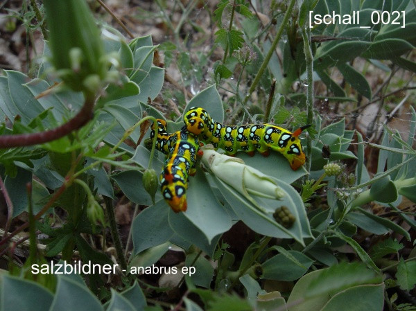 Salzbildner - boks