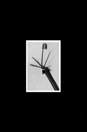 Scathing - A1