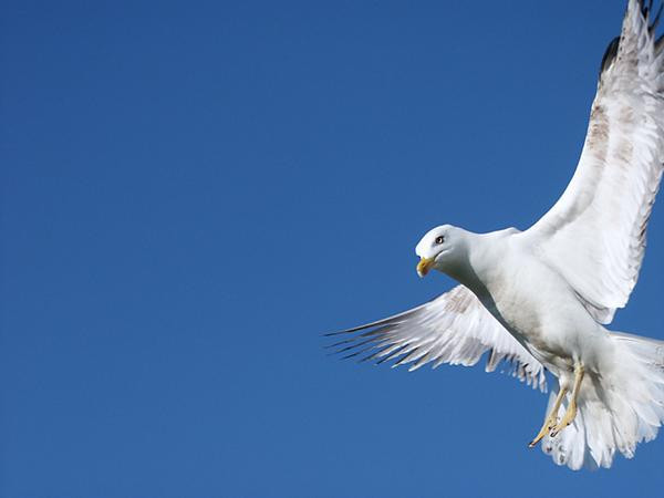 Seagull Orchestra - In Flight