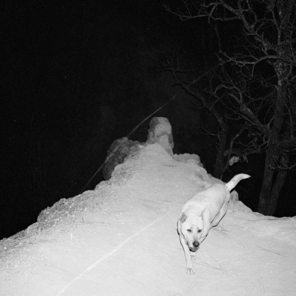 Vargdöd - Bitten