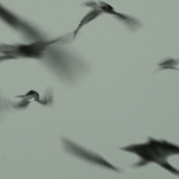 Wilfrido Terrazas - Migrations C