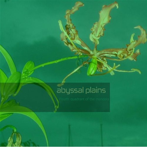abyssal plains - daybreak in roatan