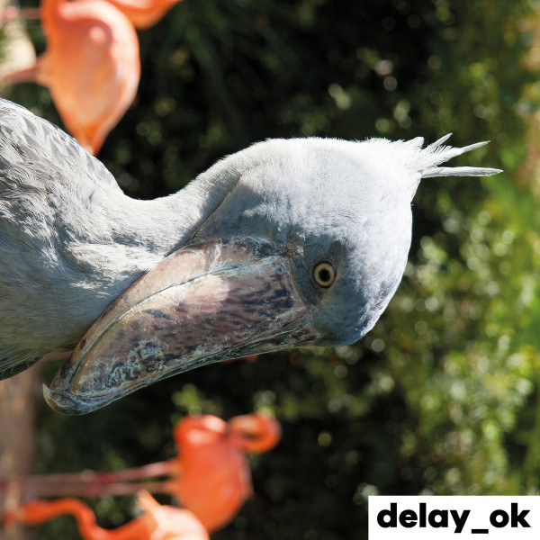 delay_ok - yanavy obaki