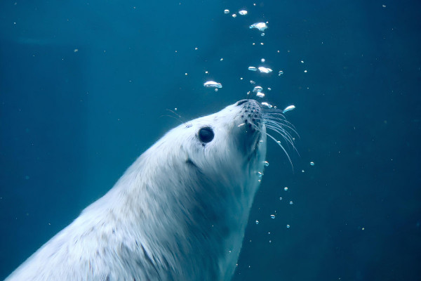 pinniped - hoping for better days