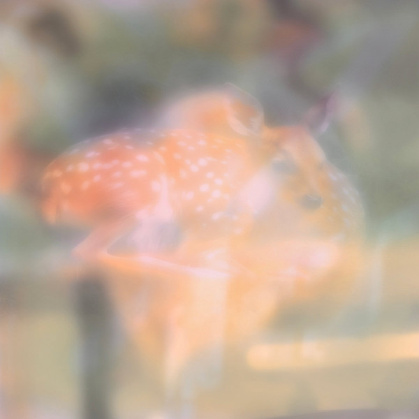 pondlicker - noomi