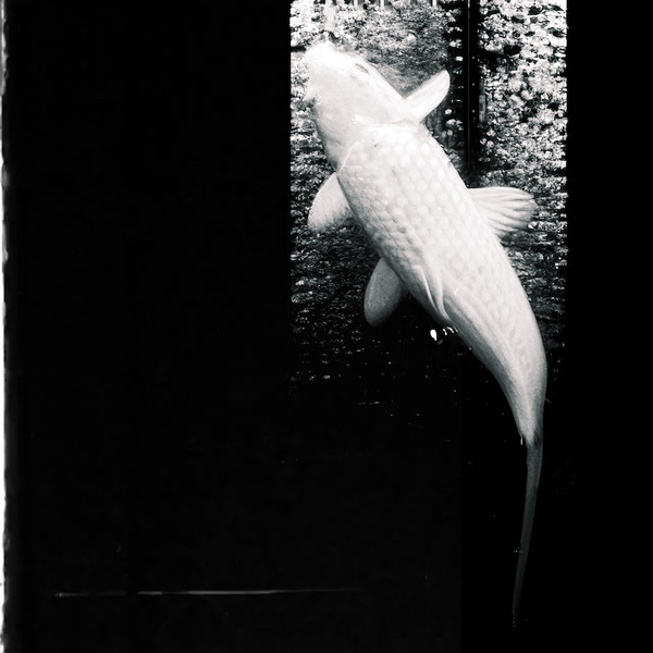 yahyel - Iron